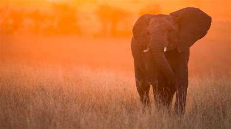 3840x2160 Wallpaper Elephant Tusks Trunk Africa Savan - vrogue.co
