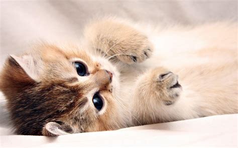 Cute Baby Cats Wallpapers - Wallpaper Cave