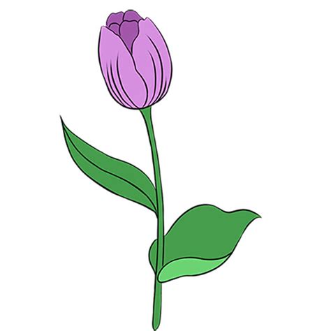 Tulip Cartoon Drawing