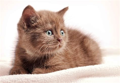 Browse These brown cute cats Photos and Have a Cuteness Overload