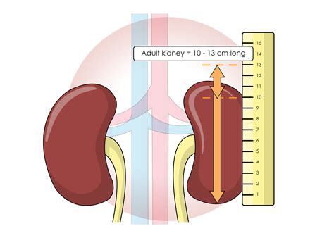 slmillustration - Functions of the Kidneys - Book illustration