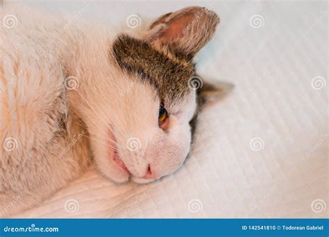 Cat With Nasal Tumor Stock Photography | CartoonDealer.com #142541810