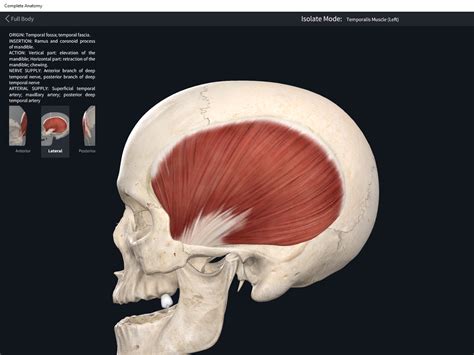 Muscles: Temporalis. – Anatomy & Physiology