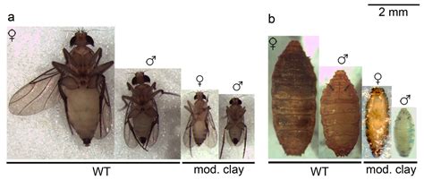 Rearing the scuttle fly Megaselia scalaris (Diptera: Phoridae) on industrial compounds ...