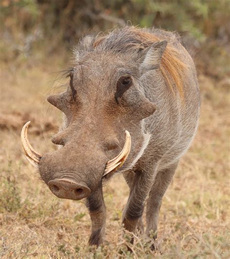 Warthog Africa Wild - Free photo on Pixabay - Pixabay