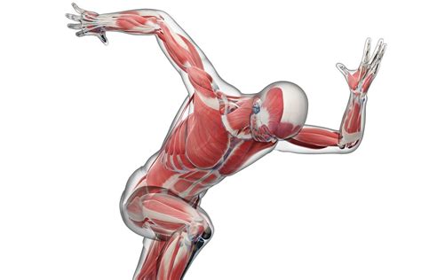 Biomechanics is the science of movement of a living body including how muscles, bones, tendons ...