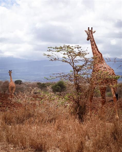 Roaming Around The Maasai Mara