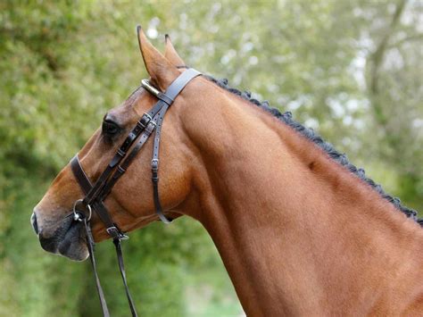 What Is A Snaffle Bit And How Does It Work?