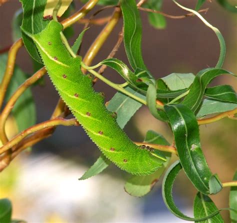 Urban Wildlife Jottings: Eyed hawk Moth caterpillar