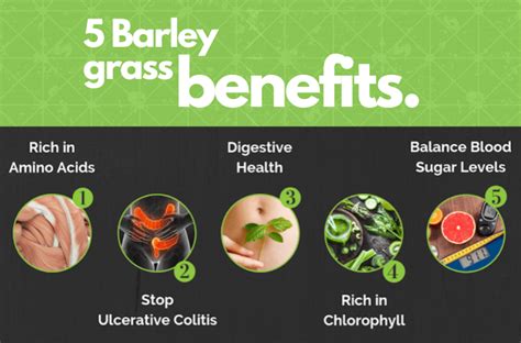 Life Grip: 5 Surprising Benefits of Barley Grass - Life Grip