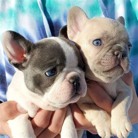 43+ French Bulldog Sale Australia Image - Bleumoonproductions