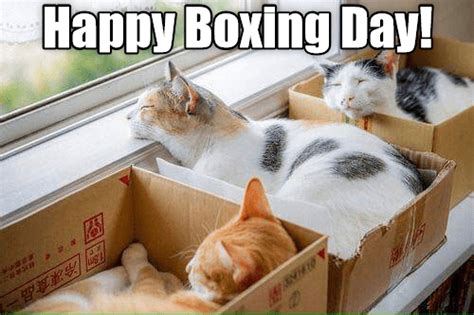 Happy Boxing Day Funny Images 2024 - Teal Smiles