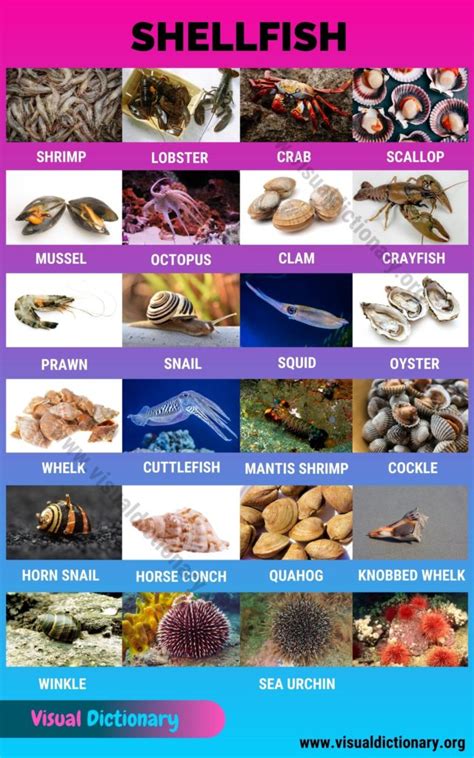 Shellfish: 23 Popular Types of Shellfish All Over the World - Visual Dictionary