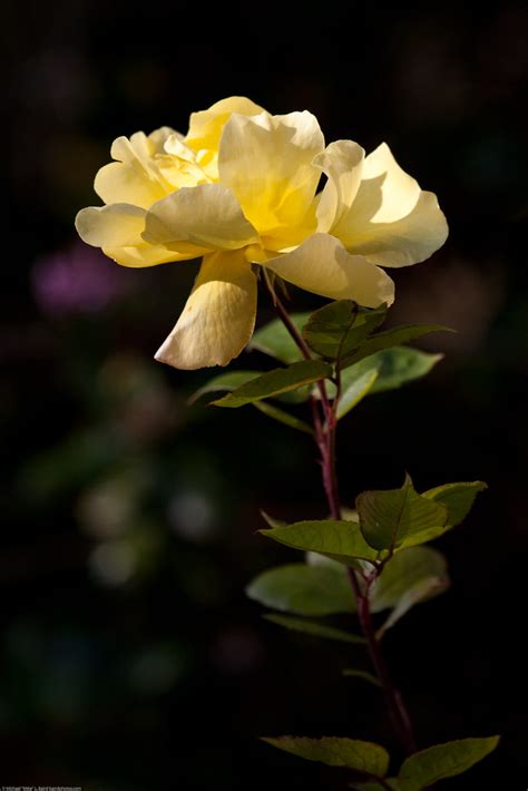 Yello Rose 4x6 | Yellow Rose 4x6. Morro bay, CA. 03 Sept. 20… | Flickr
