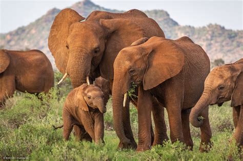 African Elephant Family