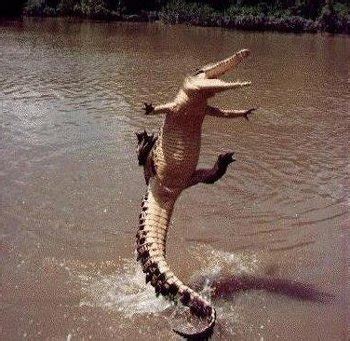 Funny crocodile pics - ONLINE NEWS ICON