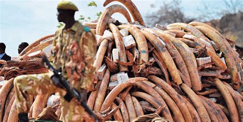 Poaching poses security threat in E.Africa - Mpembuzi