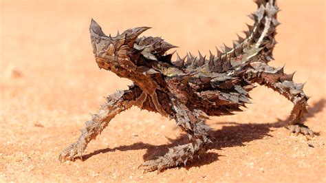 Pin on Unusual Animals in 2024 | Thorny devil, Cute reptiles, Nature animals