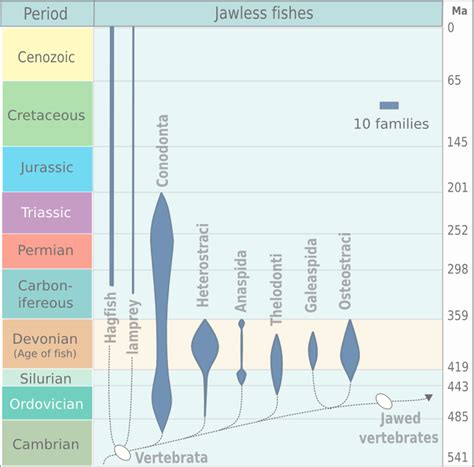 Agnatha - Wikipedia, the free encyclopedia | Vertebrates, Evolution, Lamprey