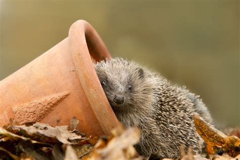 Think hedgehog! – RSPB’s top tips for building a hedgehog habitat ...