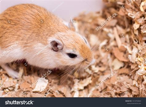 Mongolian Gerbil Coloring Aguta Sits On Stock Photo 1414754603 ...