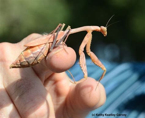 Pregnant praying mantis. (Photo by Kathy Keatley Garvey ...