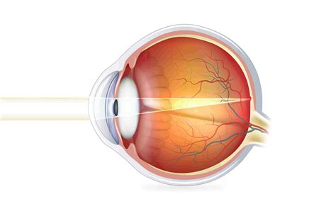 The Cornea | Real Eyes Optometry