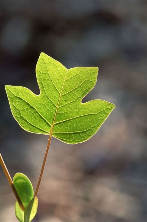 tulip poplar tree identification - Leeann Ivey