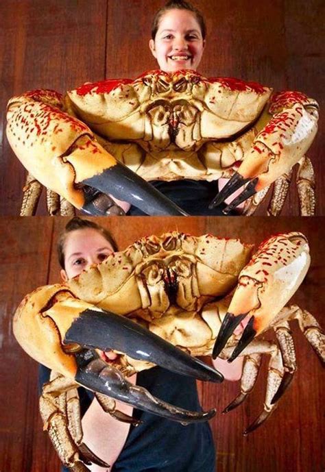 Tasmanian giant crab - Alchetron, The Free Social Encyclopedia