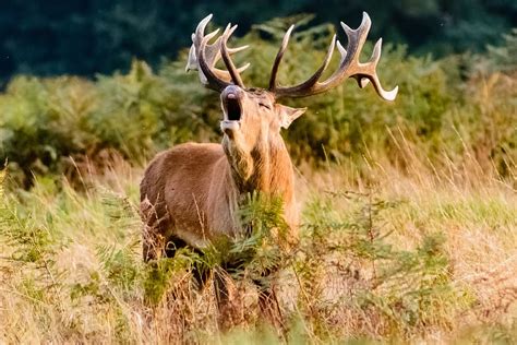 Details more than 71 monster buck wallpaper latest - in.cdgdbentre