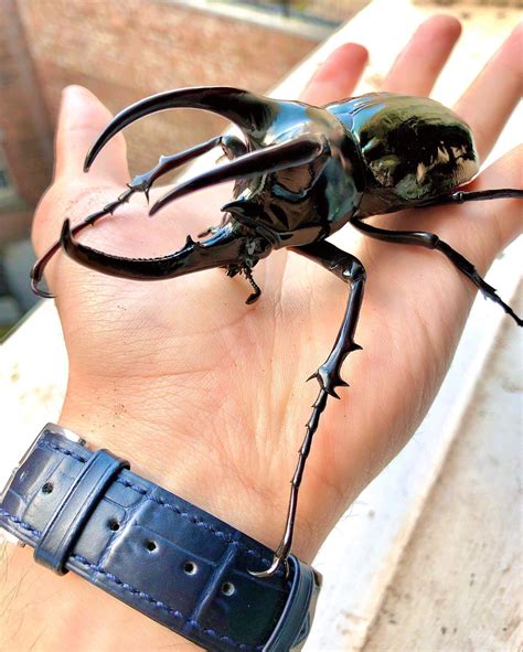 Absolute stunner of a Rhino Beetle | Rhino beetle, Cool insects, Beetle