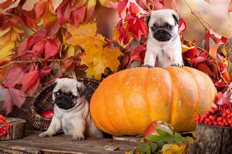 200 Best PUG SCREENSAVER ideas, fall pug HD wallpaper | Pxfuel