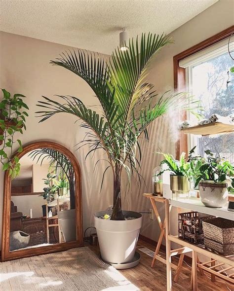 21 Tall Plants for Living Room Corner Ideas | Balcony Garden Web