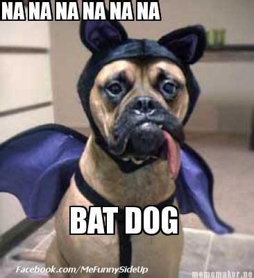 Bat Dog | Bat dog, Funny animal memes, Funny animal pictures