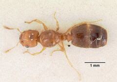 Pheidole parva - AntWiki