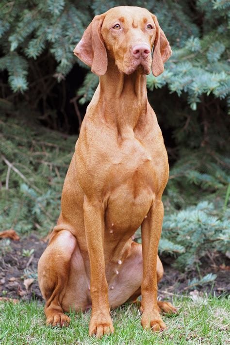 Vizsla Mixes: 12 Common Vizsla Mixed Breeds Explained | It's A Vizsla