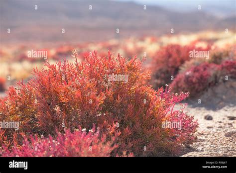 Qinghai province, big had qilian mountain gobi desert plants Stock ...