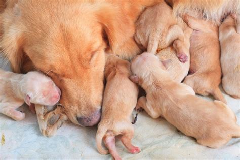 How Can You Tell How Many Puppies Your Dog Is Having