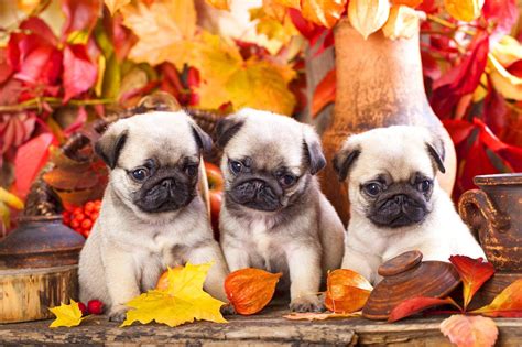 Thanksgiving Puppy Wallpaper