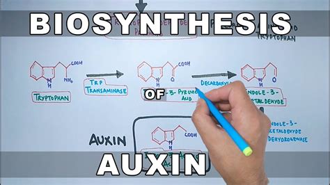 Biosynthesis of Auxin - YouTube