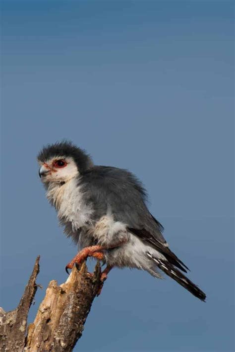 Pygmy Falcon | Focusing on Wildlife