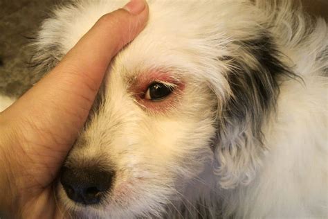 Rote Augen beim Hund: Ursachen, Symptome & Behandlung