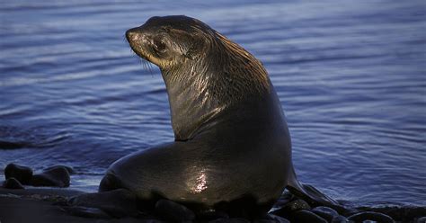 Fur seals – Australian Antarctic Program