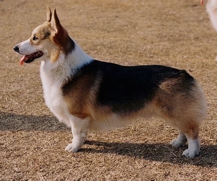 Welsh Corgi Full Grown