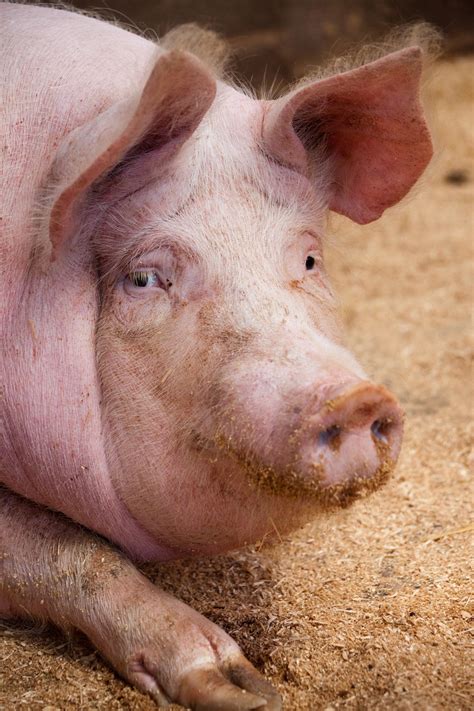 Portrait Of A Pig Free Stock Photo - Public Domain Pictures