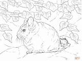 Chinchilla Coloring Page At GetColoringscom  Free Printable Colorings sketch template
