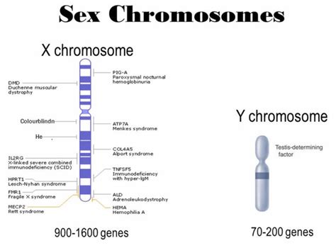 X chromosome, X chromosome function & X chromosome disorders