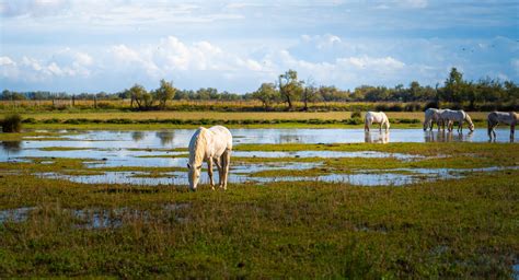 Que faire en Camargue? | 21 lieux à voir + Où dormir | Visiter la Camargue