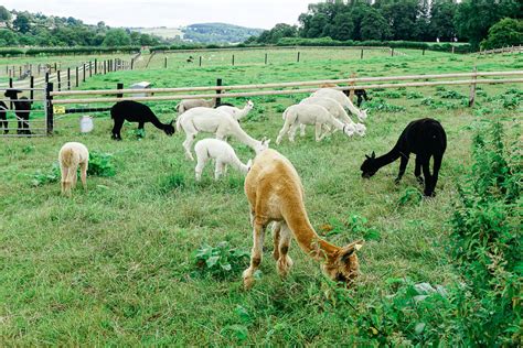 An Alpaca Farm in the Cotswolds - Wayfaring With Wagner