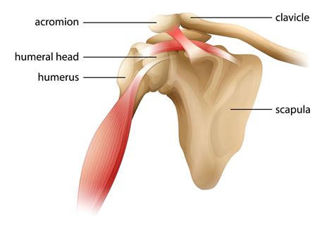 Shoulder Tendon Anatomy Shoulder Pain Causes Treatment And When To | Images and Photos finder